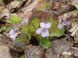 Viola sacchalinensis. Цветущее растение (слева от цветка - лист Waldsteinia ternata). Хабаровский край, окр. г. Комсомольск-на-Амуре, смешанный лес. 11.05.2024.