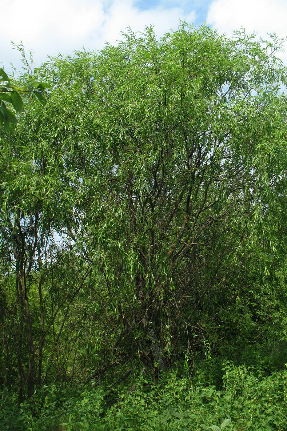 Image of Salix acutifolia specimen.