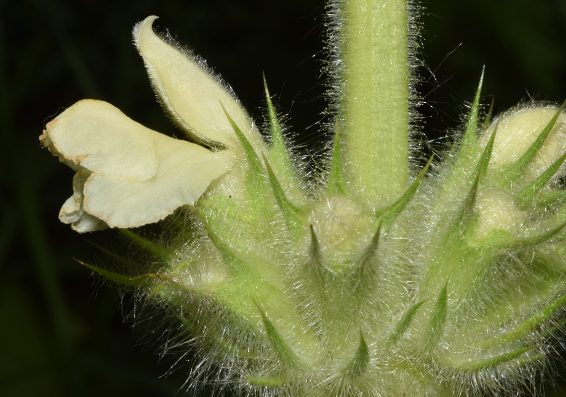 Image of Phlomoides arctiifolia specimen.