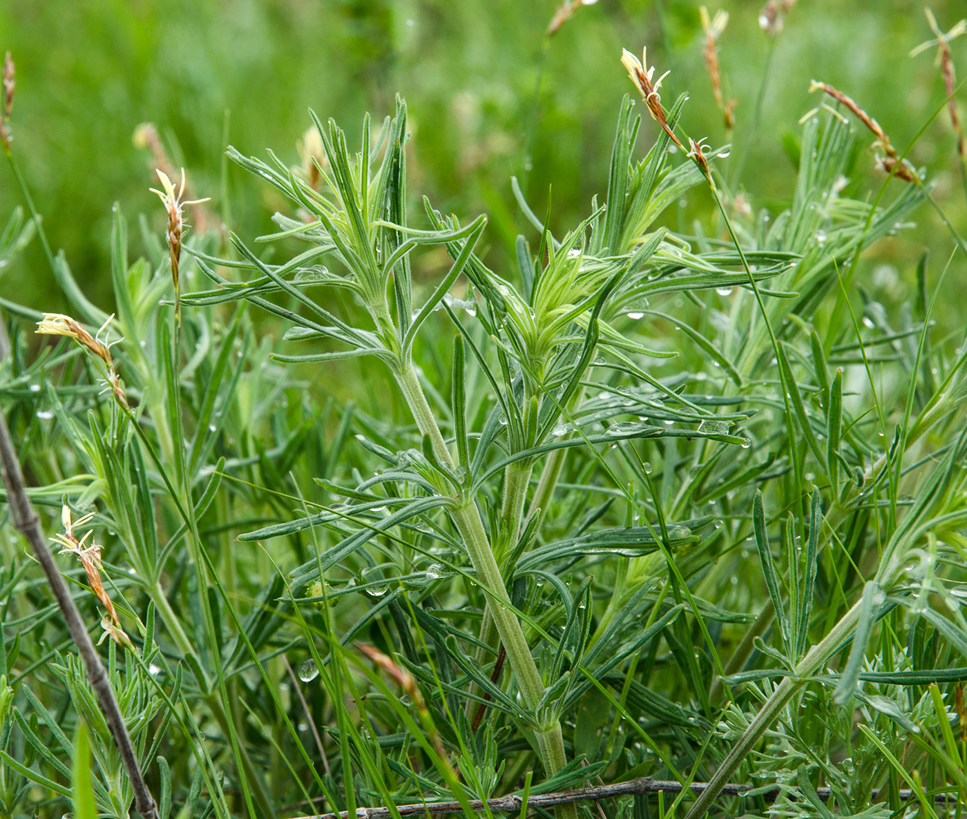 Изображение особи Galium tomentellum.