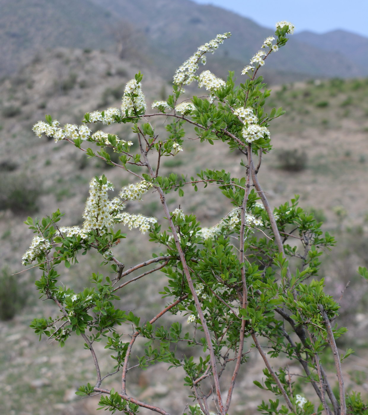 Image of Spiraea hypericifolia specimen.