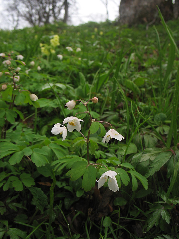 Image of Isopyrum thalictroides specimen.