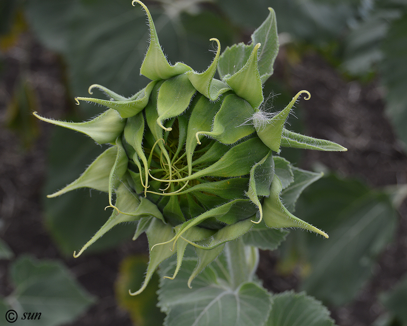 Image of Helianthus annuus specimen.