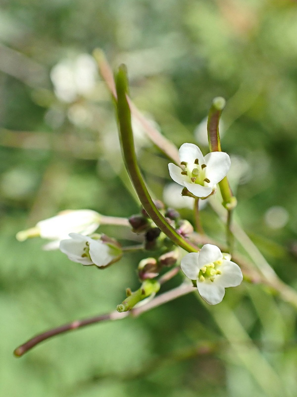 Image of Arabis pendula specimen.