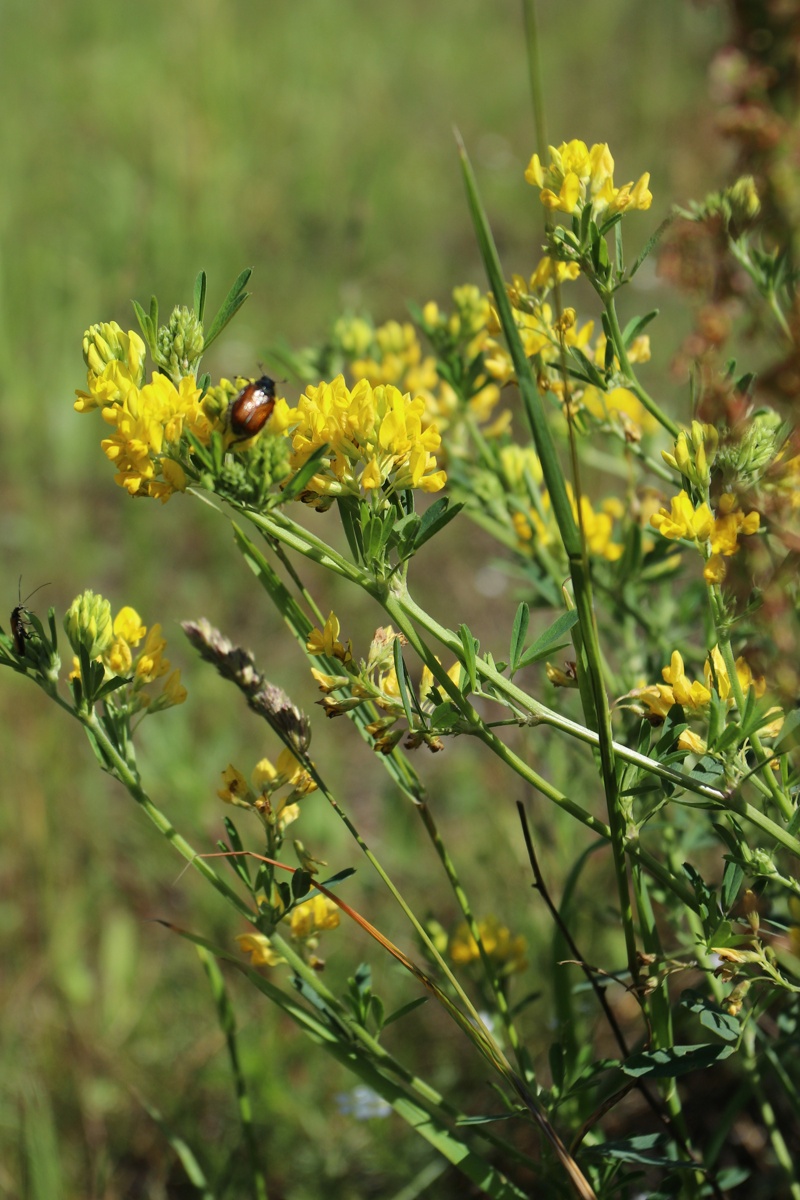 Изображение особи Medicago falcata.