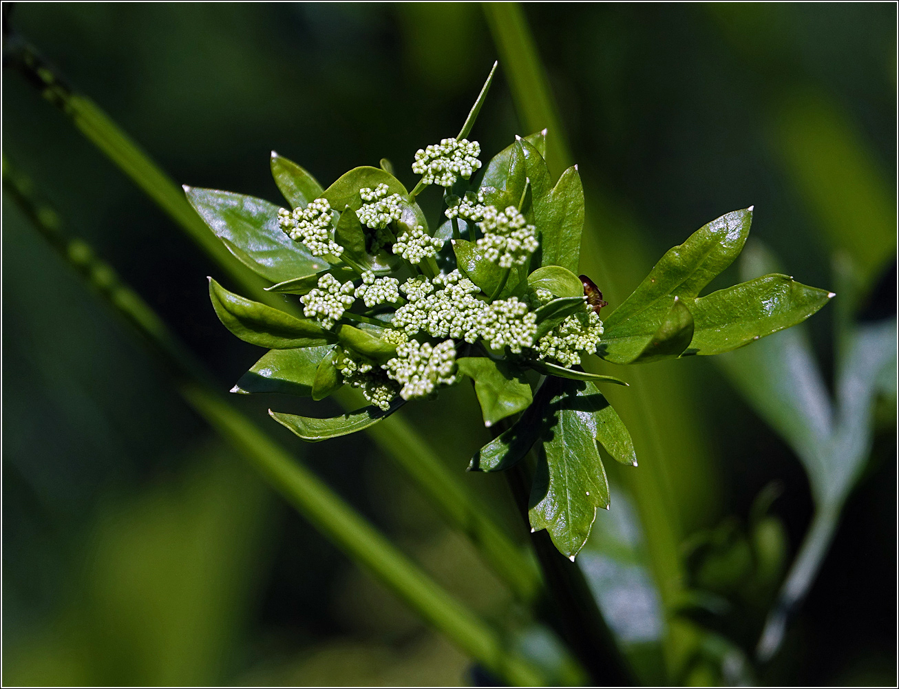 Image of Apium graveolens specimen.