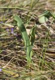 Limonium narbonense. Верхушки повреждённых листьев. Испания, автономное сообщество Каталония, провинция Жирона, комарка Альт-Эмпорда, муниципалитет Сан-Педро-Пескадор, устье р. Флувиа, осушенный участок маршевого луга. 19.10.2024.