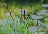 Carex acuta