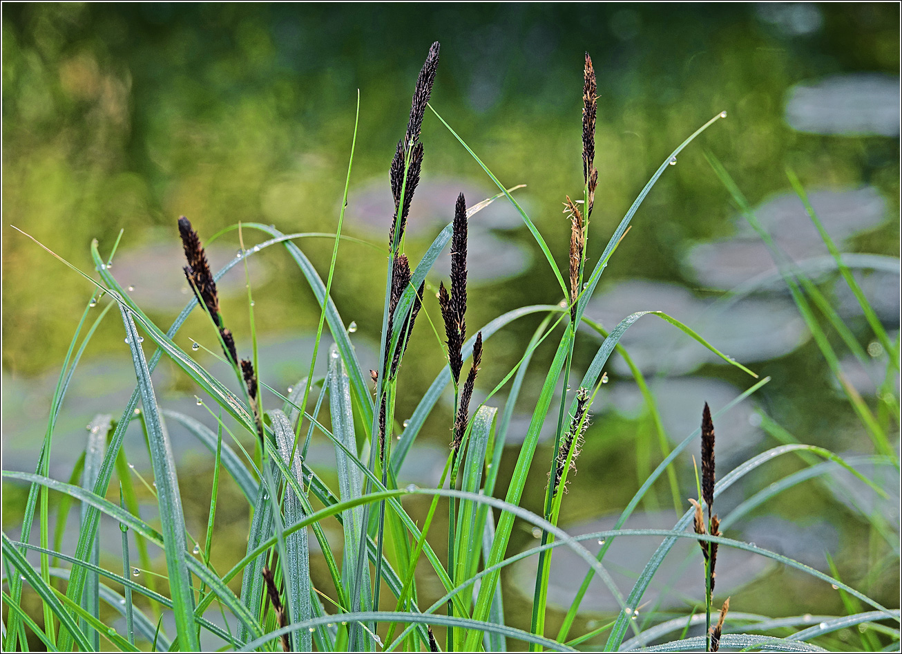 Image of Carex acuta specimen.