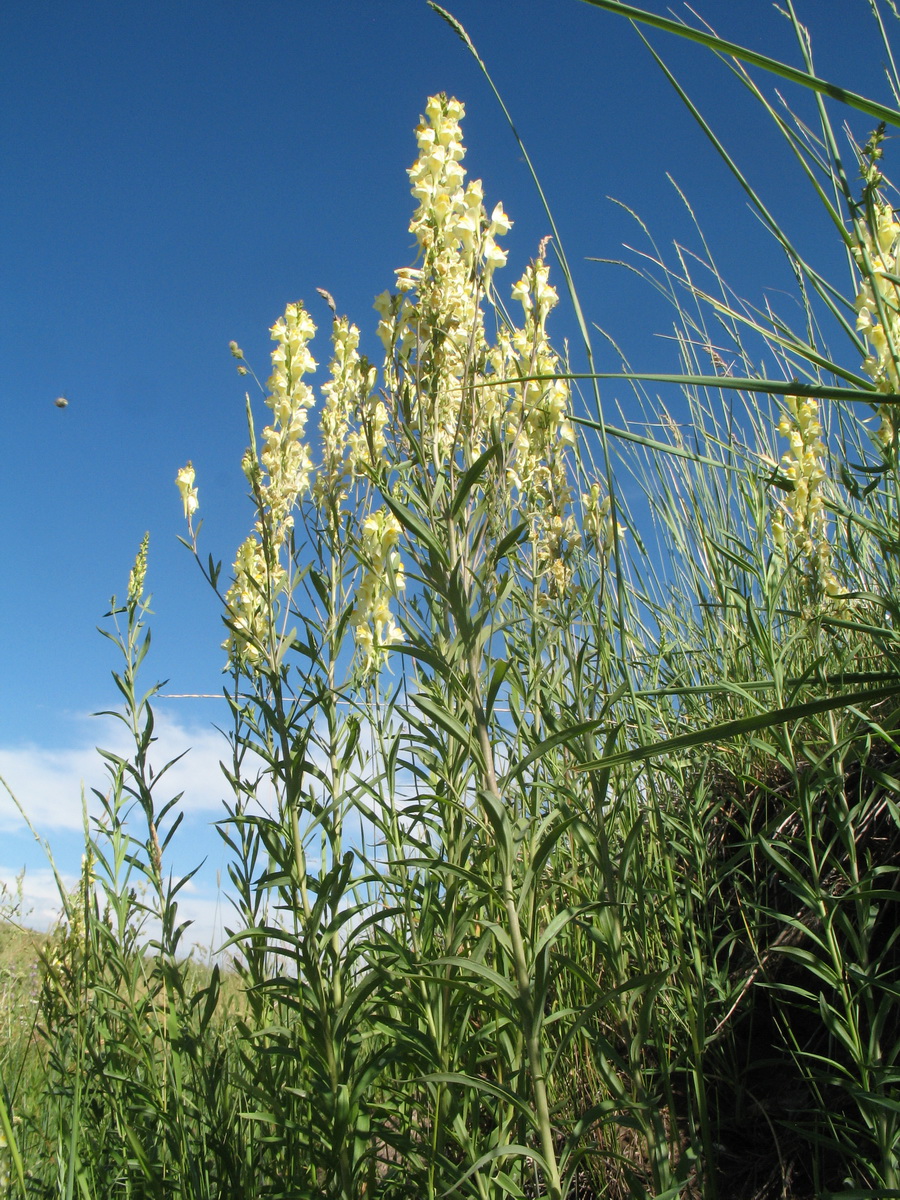 Изображение особи Linaria acutiloba.