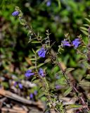 Scutellaria galericulata. Верхушка побега с соцветиями. Вологодская обл., Кирилловский р-н, с. Горицы, берег р. Шексна, каменистый пляж. 12.07.2024.