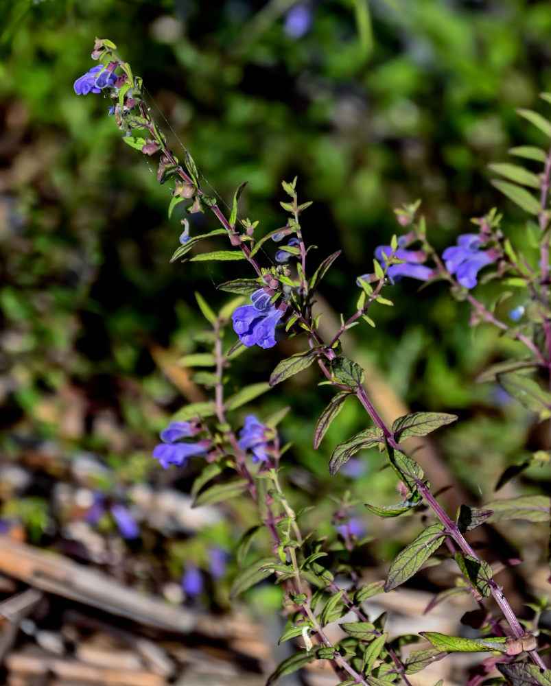 Изображение особи Scutellaria galericulata.