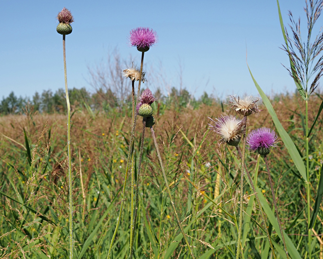 Image of Cirsium canum specimen.