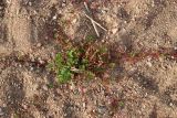 Potentilla anserina. Плодоносящее растение. Ленинградская обл., Ломоносовский р-н, окр. Шепелёвского маяка; п-ов Каравалдай, берег Финского залива, песчано-валунный пляж. 30.06.2024.