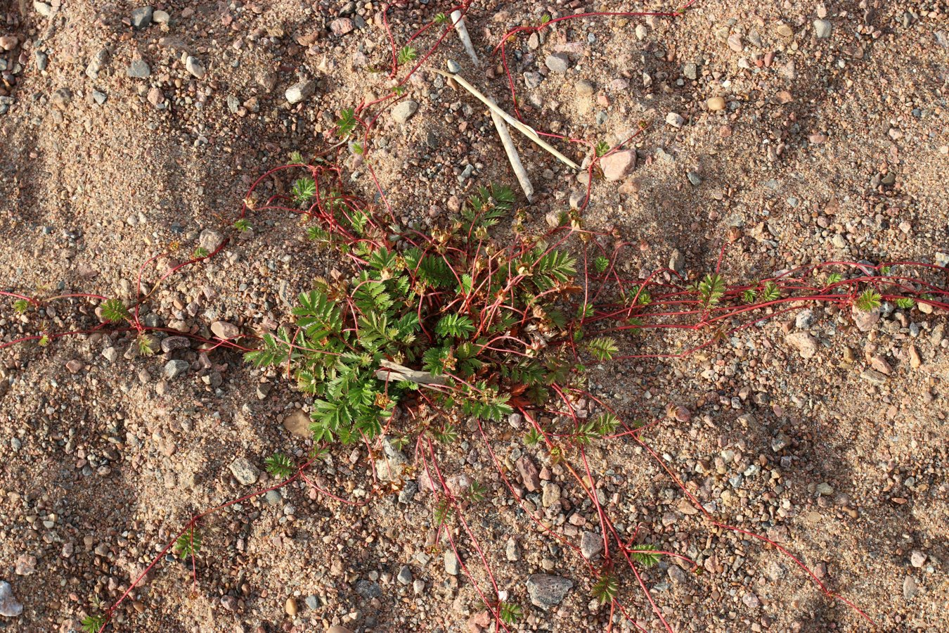 Image of Potentilla anserina specimen.