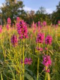 Betonica officinalis