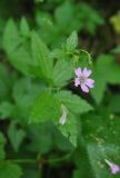 genus Geranium. Цветок и отцветшая часть цветка. Грузия, Самцхе-Джавахети, Боржомское ущ., окр. Серных бассейнов, опушка широколиственного леса. 28 мая 2018 г.