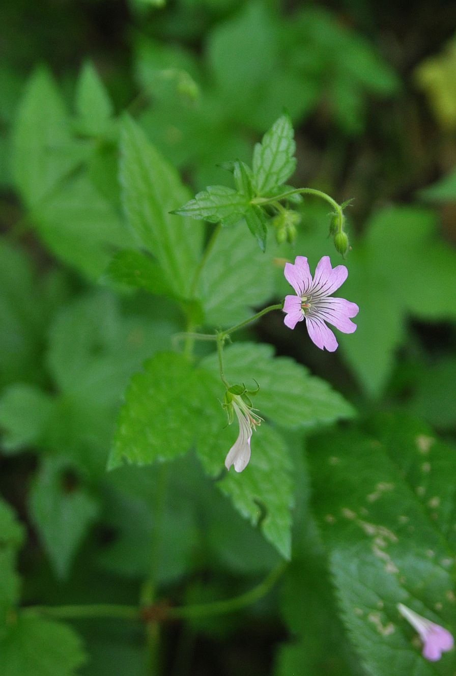 Image of genus Geranium specimen.