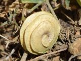 Medicago orbicularis