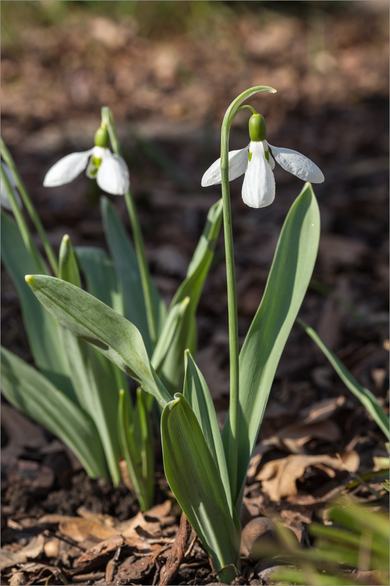 Image of Galanthus elwesii specimen.