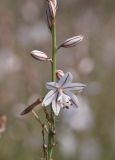 View full-size image Asphodelus fistulosus