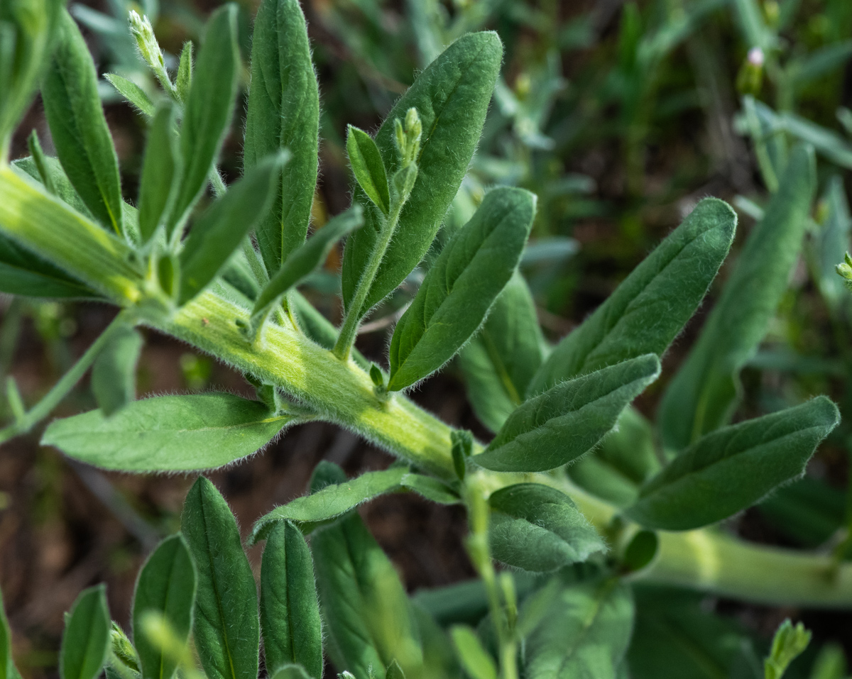 Изображение особи Convolvulus subhirsutus.