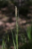 View full-size image Carex depauperata