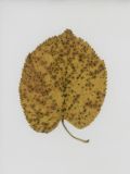 Смотреть изображение Tilia platyphyllos