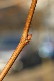 View full-size image Platanus occidentalis