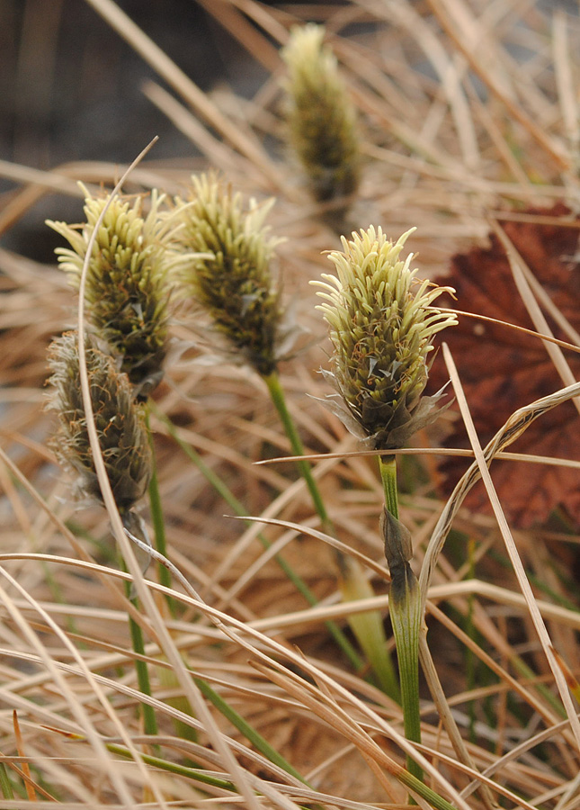 Изображение особи Eriophorum vaginatum.