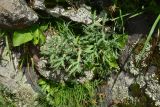 View full-size image Eryngium campestre