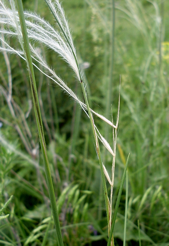 Image of Stipa lessingiana specimen.