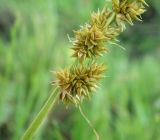 Carex vulpina. Часть соплодия. Краснодарский край, Кущёвский р-н, берег пруда между хуторами Александровка и Резак, водопой скота. 14.06.2011.