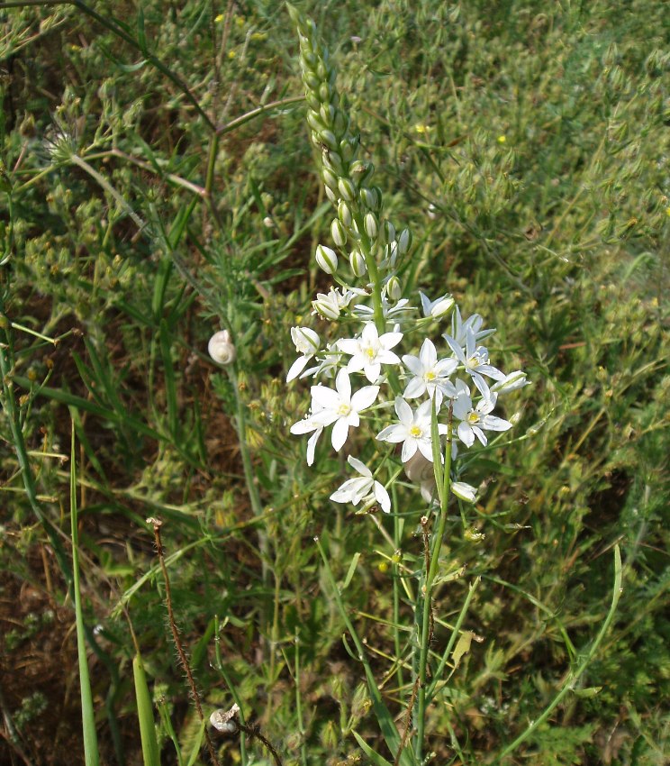 Image of Ornithogalum ponticum specimen.