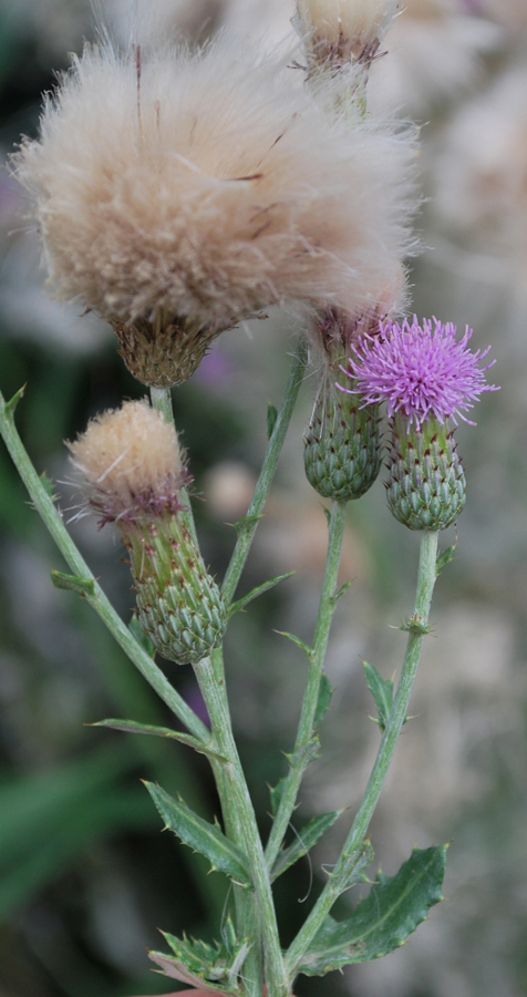 Изображение особи Cirsium incanum.