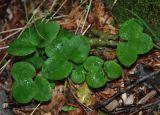 Hepatica nobilis