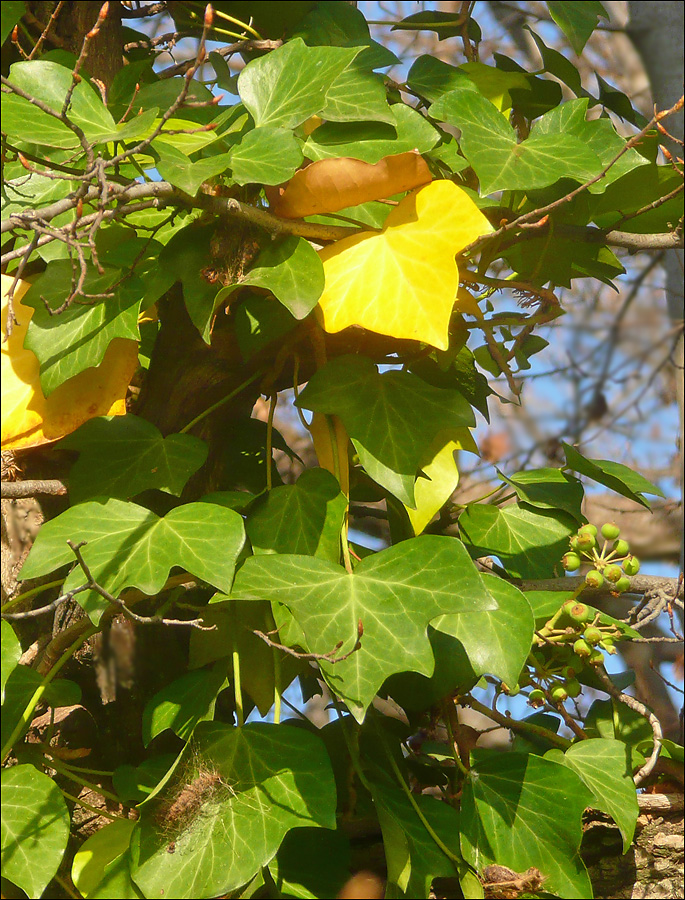 Image of Hedera helix specimen.