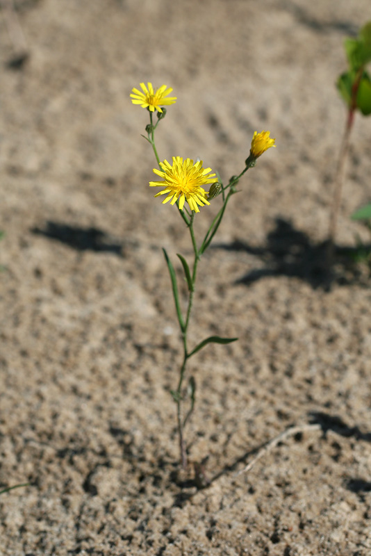 Image of Crepis tectorum specimen.