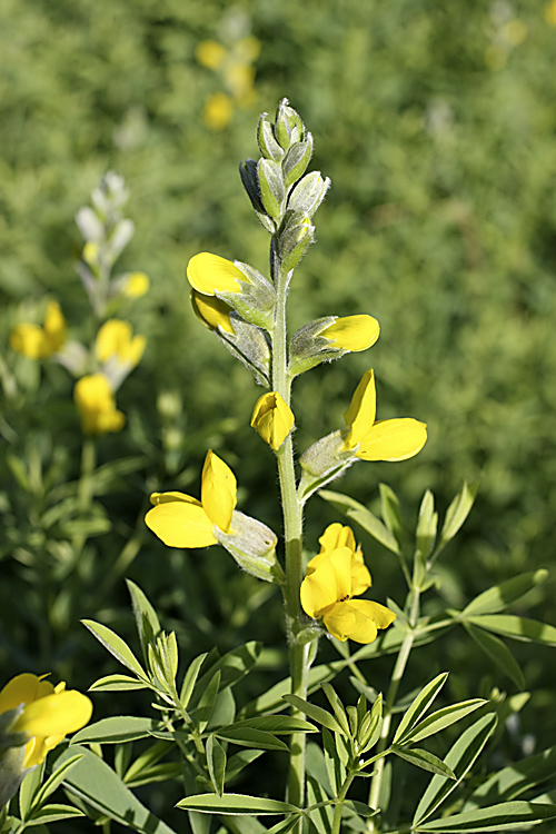 Image of Thermopsis dolichocarpa specimen.