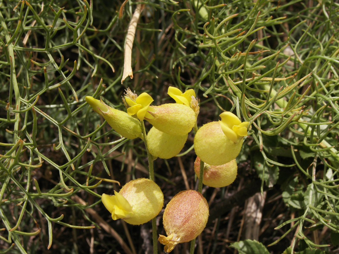 Image of Astragalus xanthomeloides specimen.