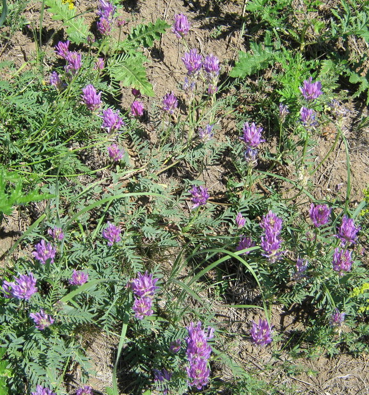 Image of Astragalus onobrychis specimen.