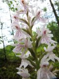 Dactylorhiza maculata