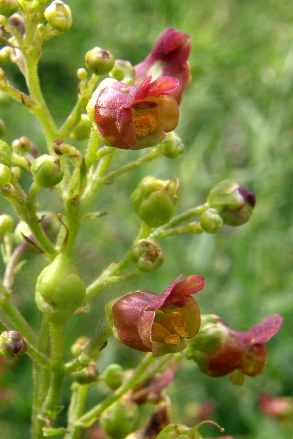 Изображение особи Scrophularia scopolii.