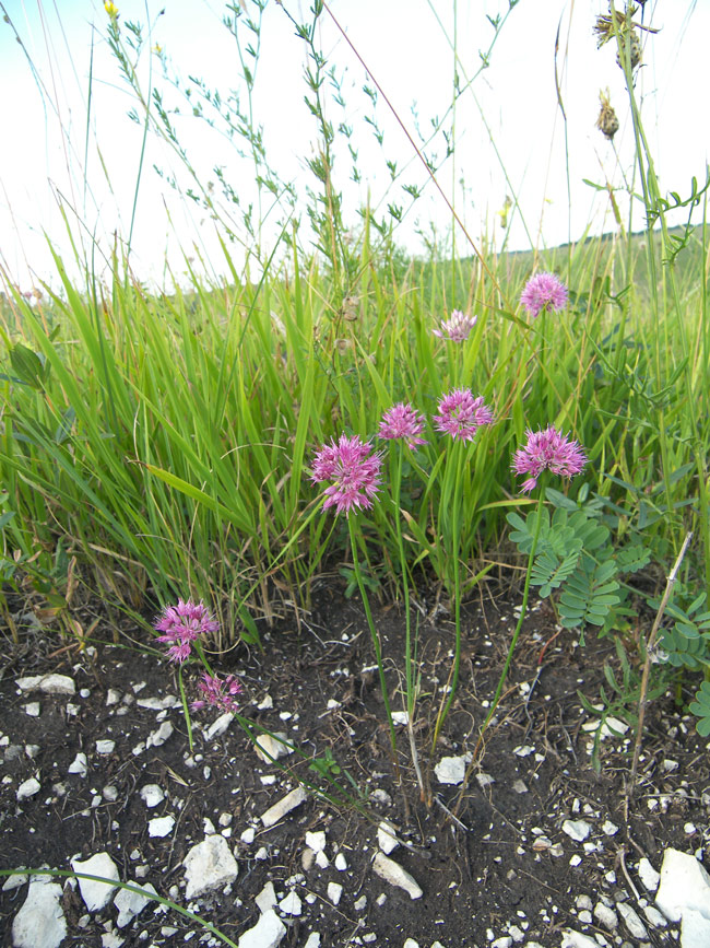 Image of Allium globosum specimen.