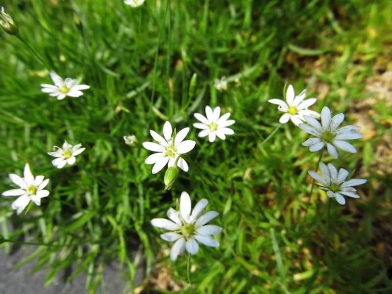 Image of genus Stellaria specimen.