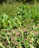 Polygonum arenastrum. Верхушки побегов с соцветиями. Смоленская обл., Смоленский р-н, окр. пос. Каспля. 26.08.2011.