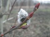 Salix caprea. Верхушка побега с распускающимся соцветием. Украина, г. Кривой Рог, Ботанический сад НАН Украины. 21.03.2009.