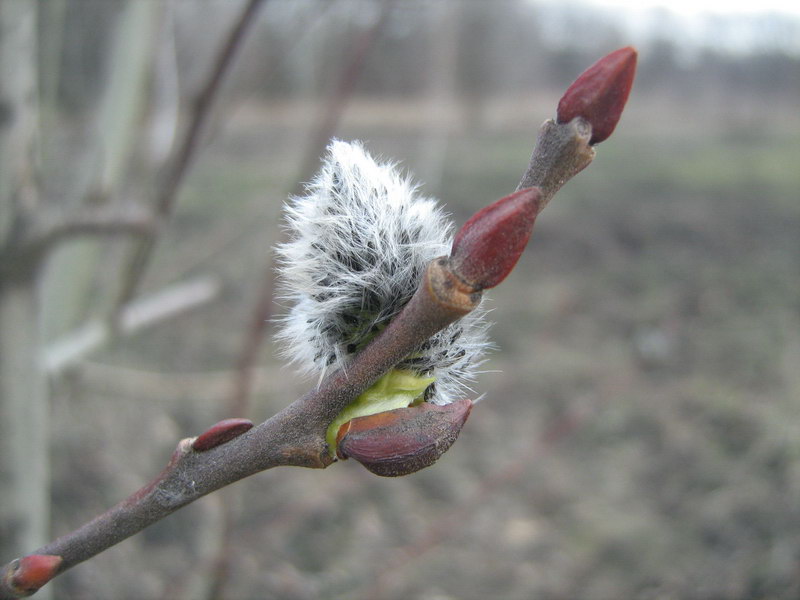 Image of Salix caprea specimen.