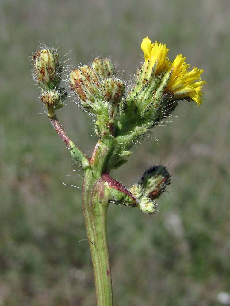 Image of genus Hieracium specimen.