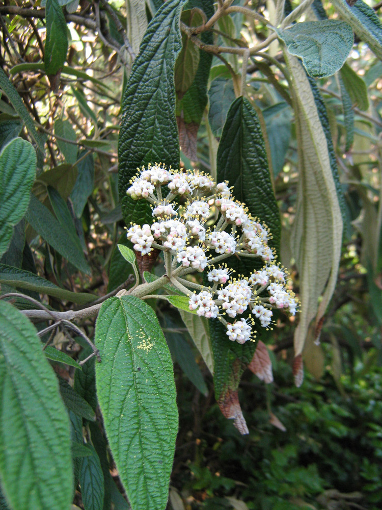 Image of Viburnum rhytidophyllum specimen.